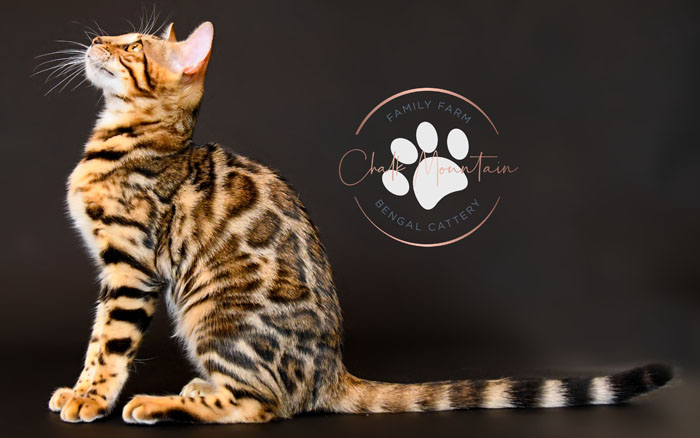 bengal kitten for sale